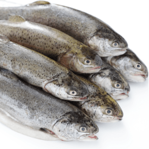 Boxed fish