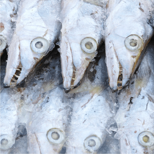 Fish