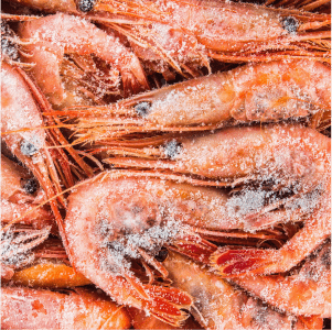 Shrimp